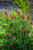 Lathyrus odoratus 'Bouquet Crimson'- Sweet peas growing in trials bed at Parham House, July.