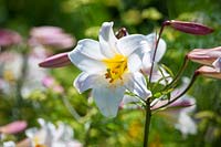 Lilium regale AGM - King's lily, July