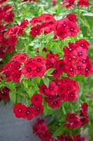 Phlox '21st Century Crimson' in  metal container, July.