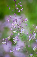 Thalictrum delavayi - Chinese meadow-rue, August.