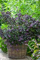 Basil 'African Blue' in a woven willow basket, Ocimum, August.