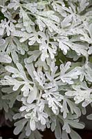 Artemisia stelleriana, September