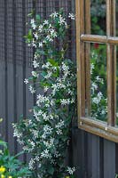 Trachelospermum jasminoides on wall beside framed mirror