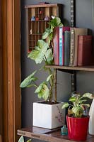 Shelving in inner city cottage, with books and pot plants