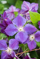 Clematis 'Star of India', a purple climber with red bar that fades through the season.