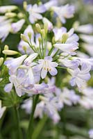 Agapanthus 'Silver Baby', a dwarf Nile lily with white flowers flushed with pale blue.