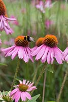 Echinacea purpurea 'Baby Swan Pink', a compact coneflower bearing many pinkish flowers with orange brown cones from July. Loved by bees.