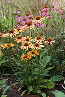 Echinacea Sunseekers Series Orange, a compact coneflower bearing many pinkish orange flowers from July. Loved by bees.