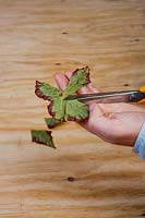 Step by step Begonia leaf cuttings. Step 7, using sterlised sharp scissors cut wedge shaped sections, radiating out from the centre from where the stem was ensuring a centre rib in each wedge.