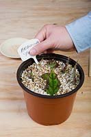 Step by step Begonia leaf cuttings. Step 12, insert a plastic label with the plants name written on it.