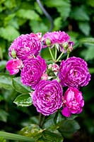 Rosa 'Purple Eden'