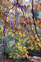Curtain of hanging Fagus sylvatica branches and leaves