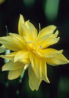 Narcissus 'Eystettensis'