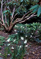 Narcissus 'Thalia' growing with Helleborus below Rhododendron 'Gomes Waterer'