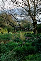 Spring plants including daffodils in flower on a bankside at Inverewe Gardens
