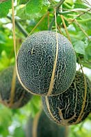 Melon 'Emerald Gem' tied to the vine with raffia to hold the weight