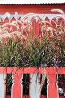 Pennisetum setaceum 'Purpureum' - Red fountain grass planted on balcony of building in Barbados