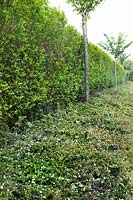 Cotoneaster horizontalis ground cover with Ligustrum ovalifolium - Green privet hedge, May.