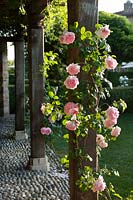 Pink flowered climbing rose trained on wooden pergola at Borgo Santo Pietro, Tuscany, Italy.