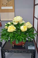The Binny Plants Tokonoma show stand with Paeonia 'Bartzella' - Bartzella Intersectional Peony, May. 