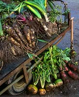 Newly picked root vegetables on hand trollely,  Swedes, Leeks, Parsnips. 
