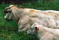 White cow and calf.