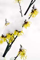 Hamamelis x intermedia 'Arnold Promise' - Witch hazel with acid yellow flowers in winter. Royal Botanic Gargdens Kew in winter, UK.