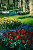 Woodland with mass planted Tulips, Scilla and Daffodills, Keukenhof, Holland in spring.