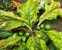 Mandragora officinarum - Mandrake harvested with fruit