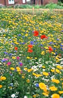 Wildflower meadow with Papaver rhoeas, Agrostemma githago - Corncockle, Leucanthemum vulgare - Ox-eye daisy and Centaurea cyanus - Cornflower.