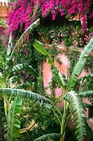 Courtyard garden with banana plants and flowering Bougainvillea climber. Casa de Pilatos, Seville, Spain. 