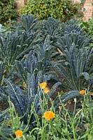 Brassica oleracea var. acephala 'Nero di Toscana Precoce' - Black Tuscan kale, August