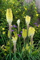 Kniphofia 'Percy's Pride', August.