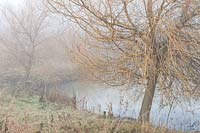 Salix - Willow growing on the banks of pond in winter, December.