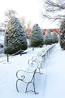 Clipped cone shaped Leylandii trees,in gardens of Brig O' Doon House Hotel, Burns National Heritage Park, Alloway, Ayr, Scotland, January. 