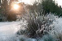 Frost covering Phormium cv and ornamental grasses at The Walled Garden, Culzean Castle, Ayrshire, Scotland, UK