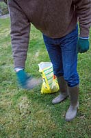 Gardener casting lawn weed and feed granules by hand, April.