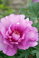 Paeonia Itoh hybrid 'First Arrival', June.