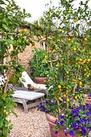 Courtyard garden with sun loungers, gravel and orange - Citrus trees with pansies in containers at Borgo Santo Pietro, Tuscany, Italy, June.