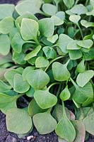 Claytonia perfoliata, syn. Montia perfoliata - Winter purslane, Miner's lettuce, Spring beauty, Indian lettuce, March. 