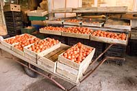 Tomato sorting and grading machine, Guernsey, Channel Islands, November.