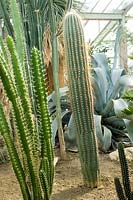 Echinopsis terscheckii, previously Trichocereus terscheckii - Cardon grande cactus or Argentine saguaro.