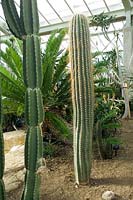 Echinopsis terscheckii, previously Trichocereus terscheckii - Cardon grande cactus or Argentine saguaro. 