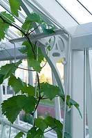 Vitis - Grape Vine growing up wire inside glasshouse. 