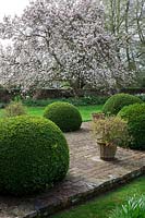 Magnolia x soulangeana in full bloom with large Buxus sempervirens - Box - balls edging a brick and pea shingle pathway.