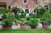 Terracotta pots on York stone terrace filled with Annuals, Fuschia, Pelargoniums, Agapanthus foliage and Buxus - Box - topiary. In borders by house - standard 'Rosa 'Crocus' and Rosa 'Iceberg', Rosa mutabilis,  Hydrangea 'Annabelle', Astrantia major.