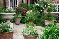 Terracotta pots on York stone terrace filled with Annuals, Fuschia, Agapanthus foliage and Buxus - Box - topiary. In borders by house, Paeonia 'Karl Rosenfield', Paeonia 'Bowl of Beauty', standard 'Rosa 'Crocus',  Rosa mutabilis.