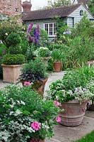 Terracotta pots on York stone terrace filled with Annuals, Pelargoniums, Agapanthus foliage and Buxus - Box - topiary. In borders by house - Delphiniums, Rosa 'Crocus'