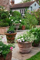 Terracotta pots on York stone terrace  filled with Annuals,   Agapanthus foliage and Buxus - Box - topiary. In borders by house, standard  'Rosa 'Crocus'