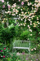 Rosa 'Phyllis Bide' and Rosa 'de Rescht' frame a gothic ironwork pergola with a bench underneath